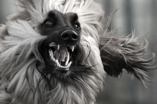 hounddogsrunning:Windhund in Action