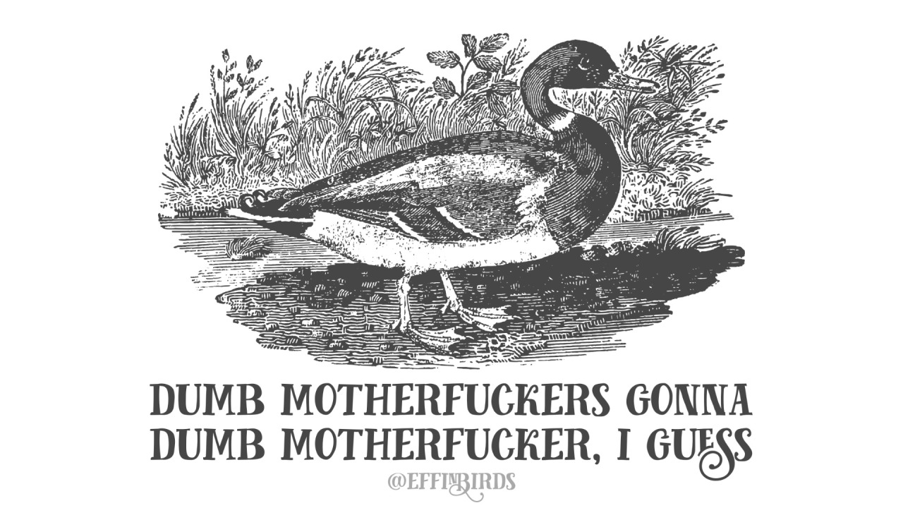 Today's Effin’ Bird : r/effinbirds