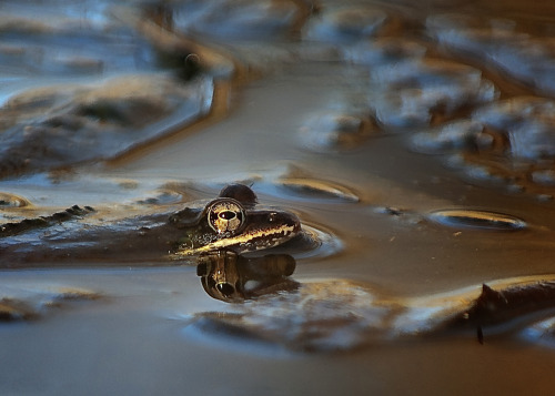 ray-sussmann:Wood frog.Raymond P Sussmann