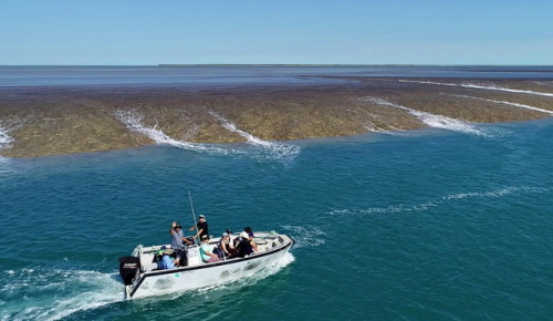 geologicaltravels:2018: Spectacular drone shots of Montgomery reef draining (contribution from Nicol