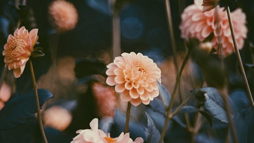 Classical Autumn Flowers