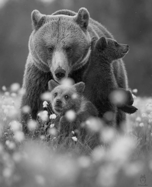 karadenizliadam:Mom&amp;Baby Animals