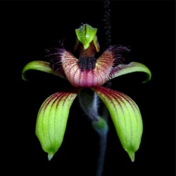 ronbeckdesigns:  (Caladenia discoidea) Dancing Bee Orchid | photo credit unknown, would like to know.