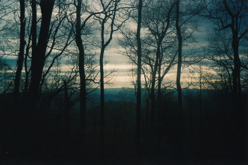  { forests by anewresolution } 