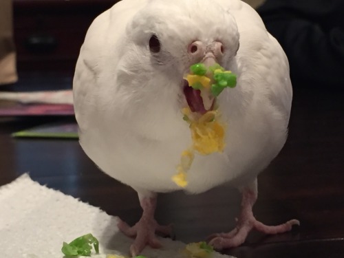 tieltavern: buddy-berry: buddy-berry: sweetiesugarbird: She round and she messy Excellent table mann