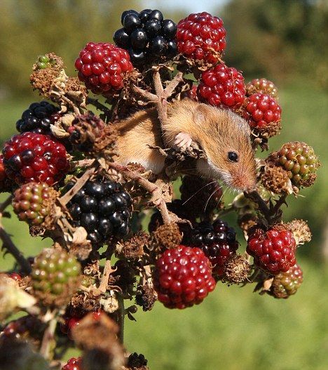 pagewoman:Autumn MouseHedge Britannia by Hugh Barker