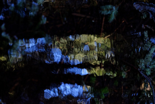 forest puddle