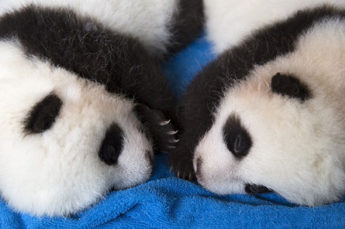 giantpandaphotos:  Lun Lun’s twins (65 days old) at Zoo Atlanta on September 18, 2013. © Zoo Atlanta. 