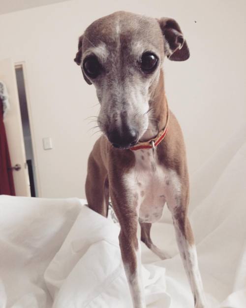 Pats pls #goodmorning #italiangreyhound #puppy #longdog #doggo #portmacquarie #home