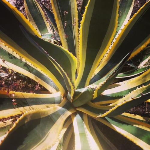 Much more than a plant #agave #mexico #aguascalientes (at Parque El Cedazo)