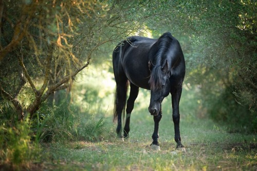 black horse