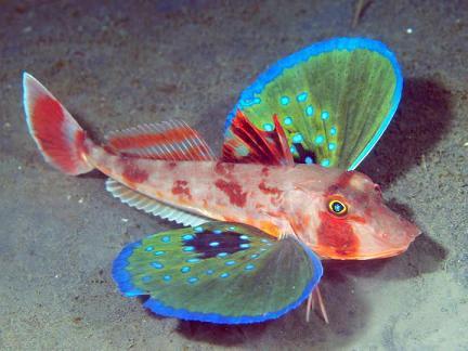 odditiesoflife:  The Butterfly of the Sea This is fish is called the Sea Robin, otherwise known as a Gurnard or The Butterfly of the Sea. This interesting fish is a bottom dweller. They have several sets of specialized fins, including some that allow