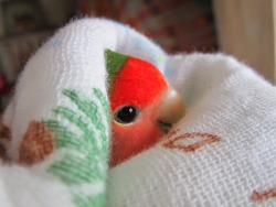 lovebird-papinen: I LOVE my blanket