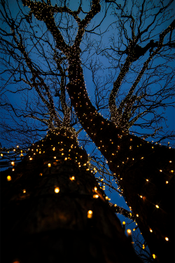 plasmatics:  Tree of light [via/more] by