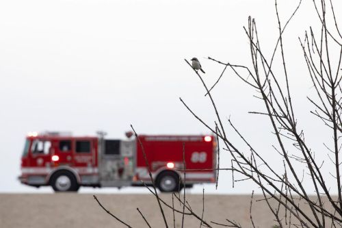 Now, I’m not saying that it’s this Loggerhead Shrike’s fault that the paramedics w