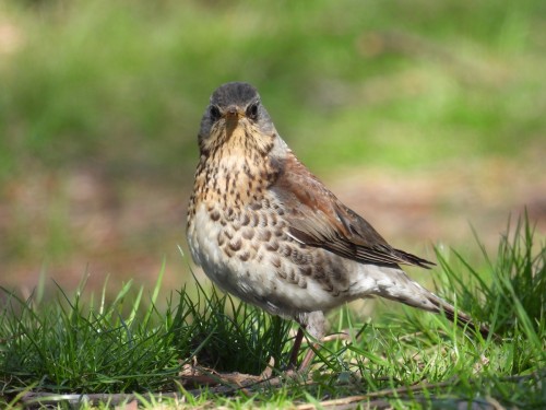 Fieldfare (Turdus pilaris)© Kaja Łozicka