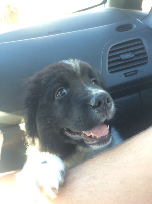 legalwifi:rorsharts:Some of my fav car shots of TheoTHIS DOG IS ADORABLE