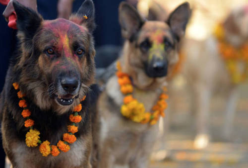 bad-ass-fat-ass: ithelpstodream: In Nepal they have a festival that honours dogs and thanks them f