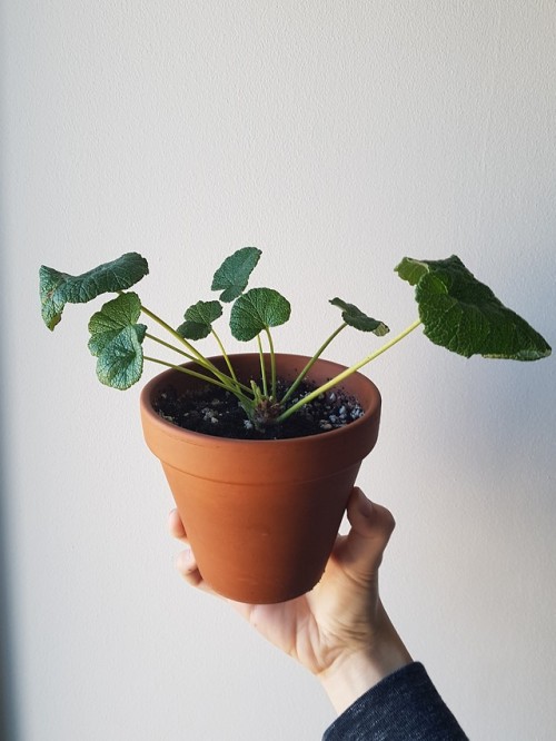 My little pelargonium cotyledonis. If you’ve never seen a p. cotyledonis before, I recommend that yo