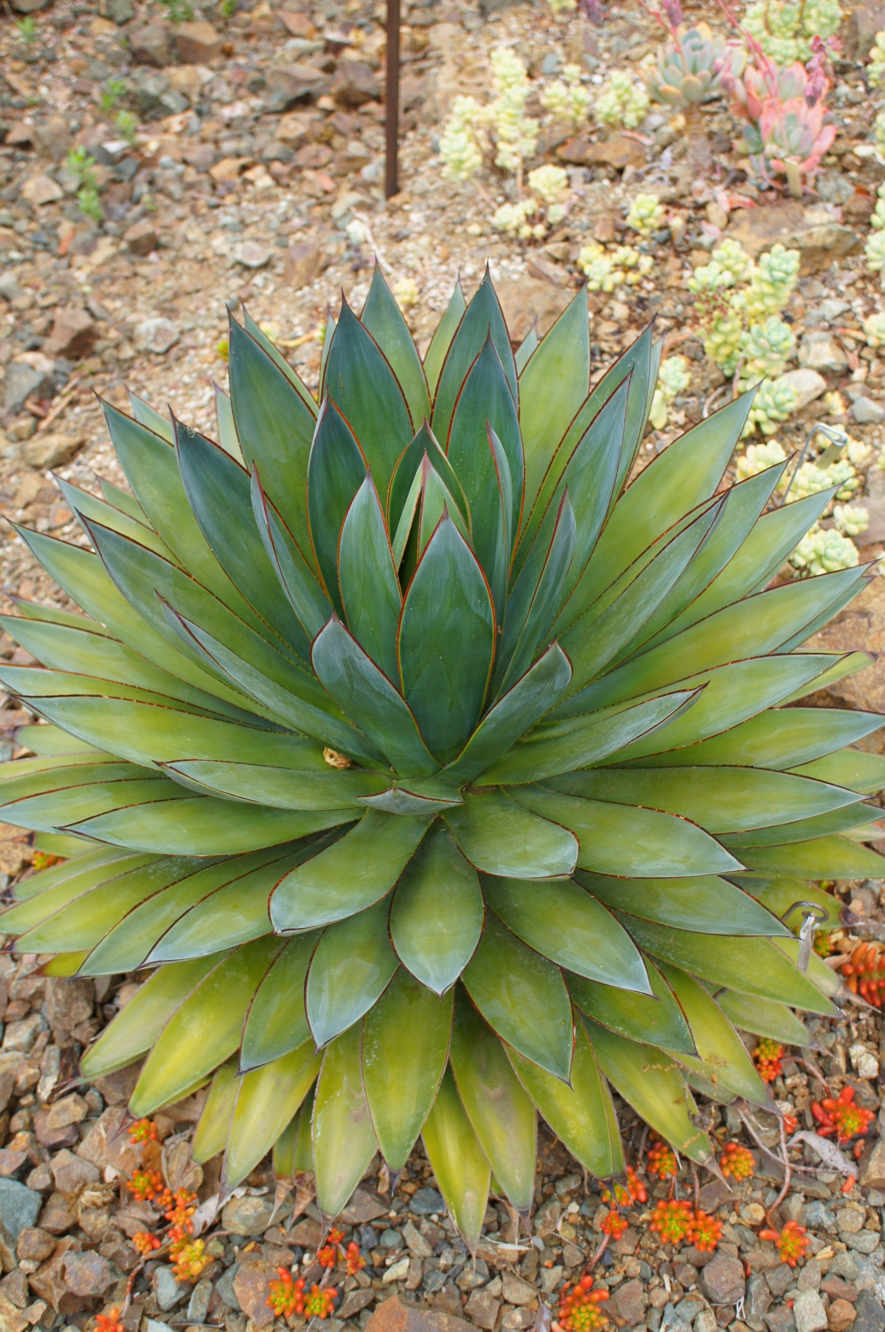 flora-file:  Agave ‘Blue Glow’ (by flora-file)