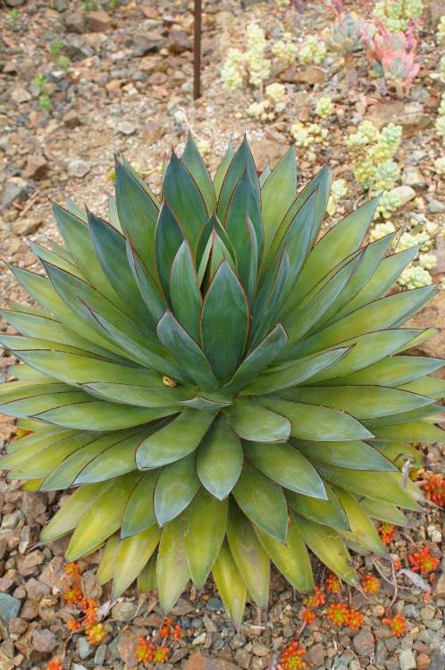 Porn photo flora-file:  Agave ‘Blue Glow’ (by flora-file)