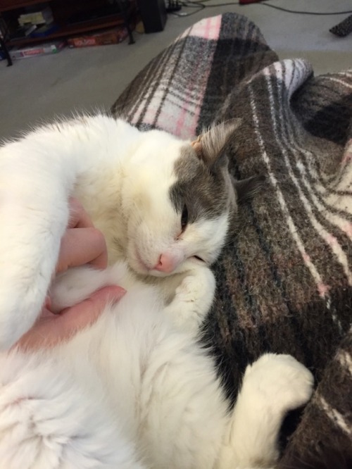 chocolatequeennk:Smokey Sunday: Please pet me edition. @mostlycatsmostly