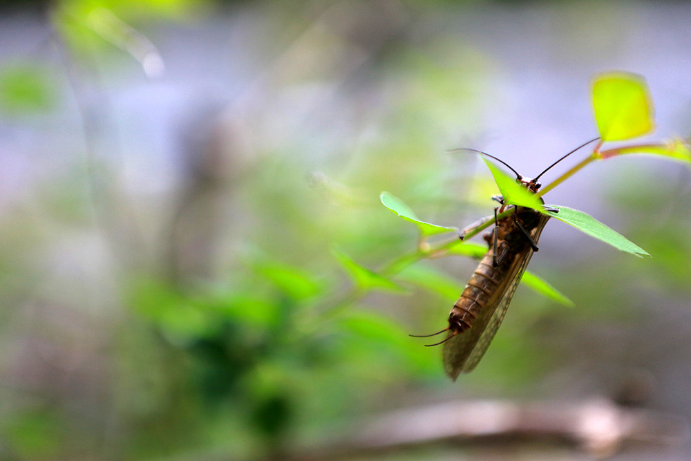 It’s Time
Across the U.S. those fly anglers who have been holding their breath since last summer begin to take big sighs of relief as the signature hatch of summer’s arrival begins. Salmonfly Fever is upon us and our recommendation is to find...