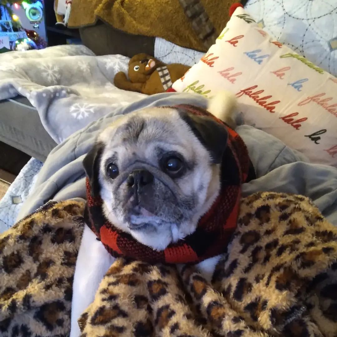 Hello, I'm ready for some holiday cuddling! Happy eve-eve my buddies. Rest up because the big weekend is here!!...