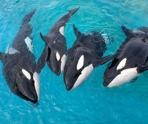 Gender: MalePod: N/APlace of Capture: Born at SeaWorld of CaliforniaDate of Capture: Born February 1