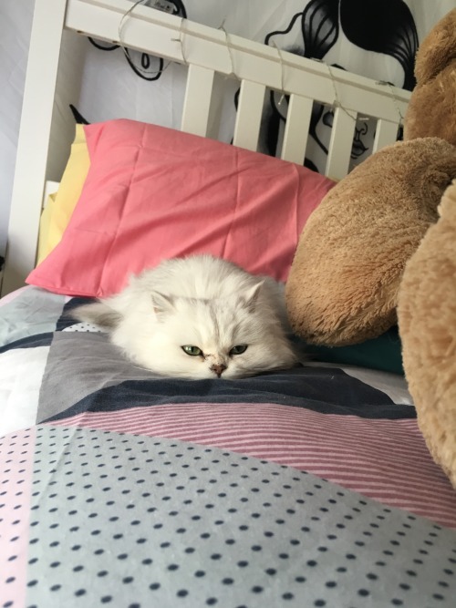 animalsdancing:  There’s an angry pancake on my bed