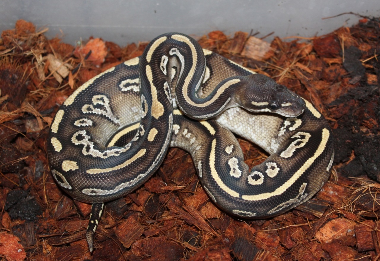 Fabiola Monty on X: One boa species is extinct but another one remain  extant 🙏🏽. The round island keel-scaled boa is the only surviving snake  native & endemic to Mauritius- it's non-venomous