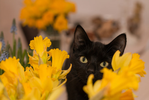 catycat21:Black & Yellow by Fardo.D on Flickr.