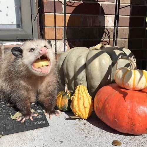 queenofthecommunistcannibals - opossummypossum - yes[image...