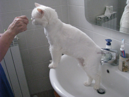 unicagem: Bri in the sink