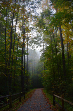 wynndy:  Fall has fell.. I love this time of the year.  Image made with a Nikon 5100. 