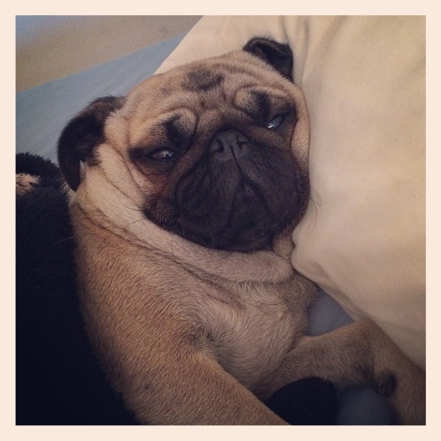 ilovepugs4ever:  Follow Dog Quotes. 