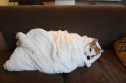 doggosource:burrito