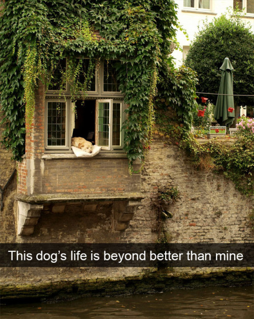 d20-darling: use-less-nesss: ruinedchildhood: jacler: pr1nceshawn: Dogs Living The Good Life. Proof 