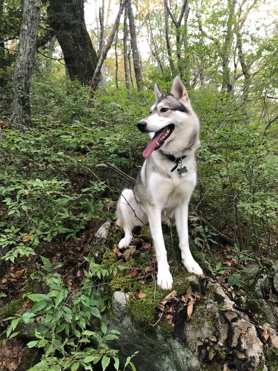 naked-yogi:    Maya smiling in the woods: a chronicle 