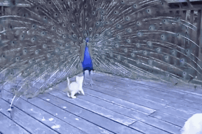 tastefullyoffensive:The ultimate cat toy. [video]