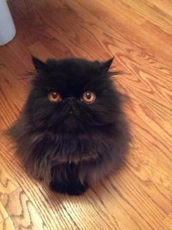 awwww-cute:  Meet Vinnie, our black Persian cat (Source: http://ift.tt/1JMio87)