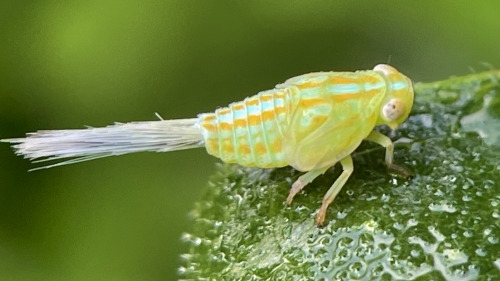I See At Least One Cool Bug A Day, And Usually Many More, But Its Not Because I Live Anywhere Particularly