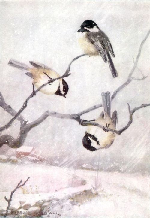heartbeat-of-leafy-limbs: R. BRUCE HORSFALL Black-capped Chickadees (Illustration for Bird Biographi