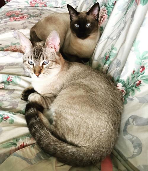 veroviolet88:Coco and Yue #cats #picoftheday #picture #cute #brothers #light
