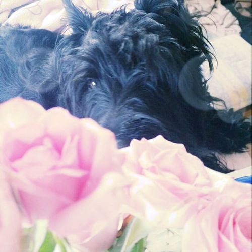 Gorgeous young Geddy #scottishterrier #scottiepuppy #scottie #cute #sweet #beautiful #roses #pink #p