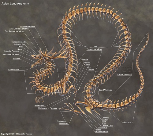 whattywhatwhat:thetakubooty:zezmeril-the-nargacuga:avannak:seeebersold:anatoref:Dragon AnatomyTop Im