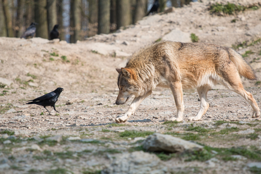 w-o-l-f&ndash;g-i-r-l:  The wolf and the crow by  Kevin Link   