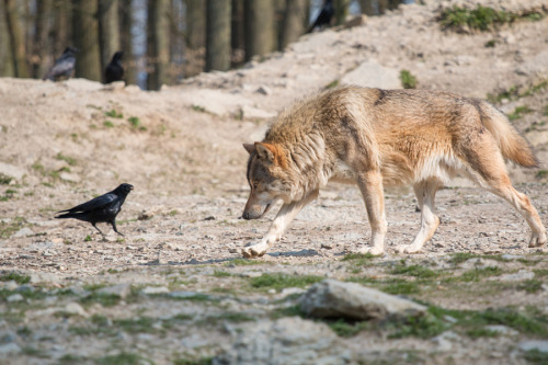w-o-l-f–g-i-r-l:  The wolf and the crow by  Kevin Link   