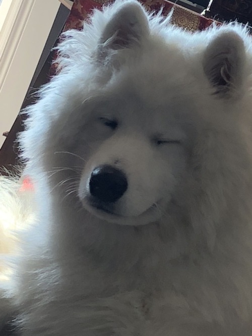 neothesamoyed: How you doin’?? My dog wishes you a good day