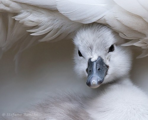 morethanphotography:  Swan by RonchiStefano 